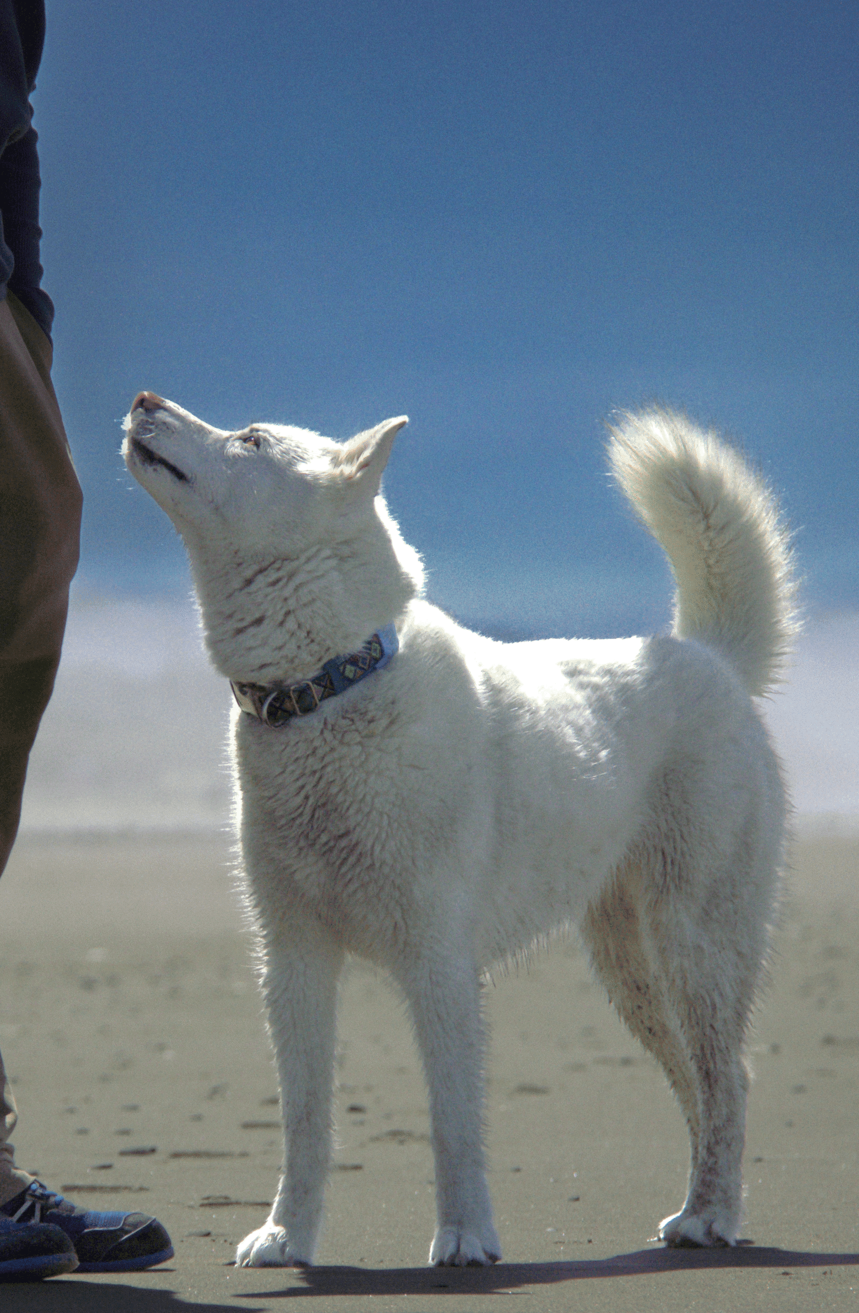 Home - Zen Critter - At Zen Critter, we help you achieve peace and happiness with a well behaved companion. We offer a wide variety of training programs that focus on separation anxiety, manners, socialization, and life skills.