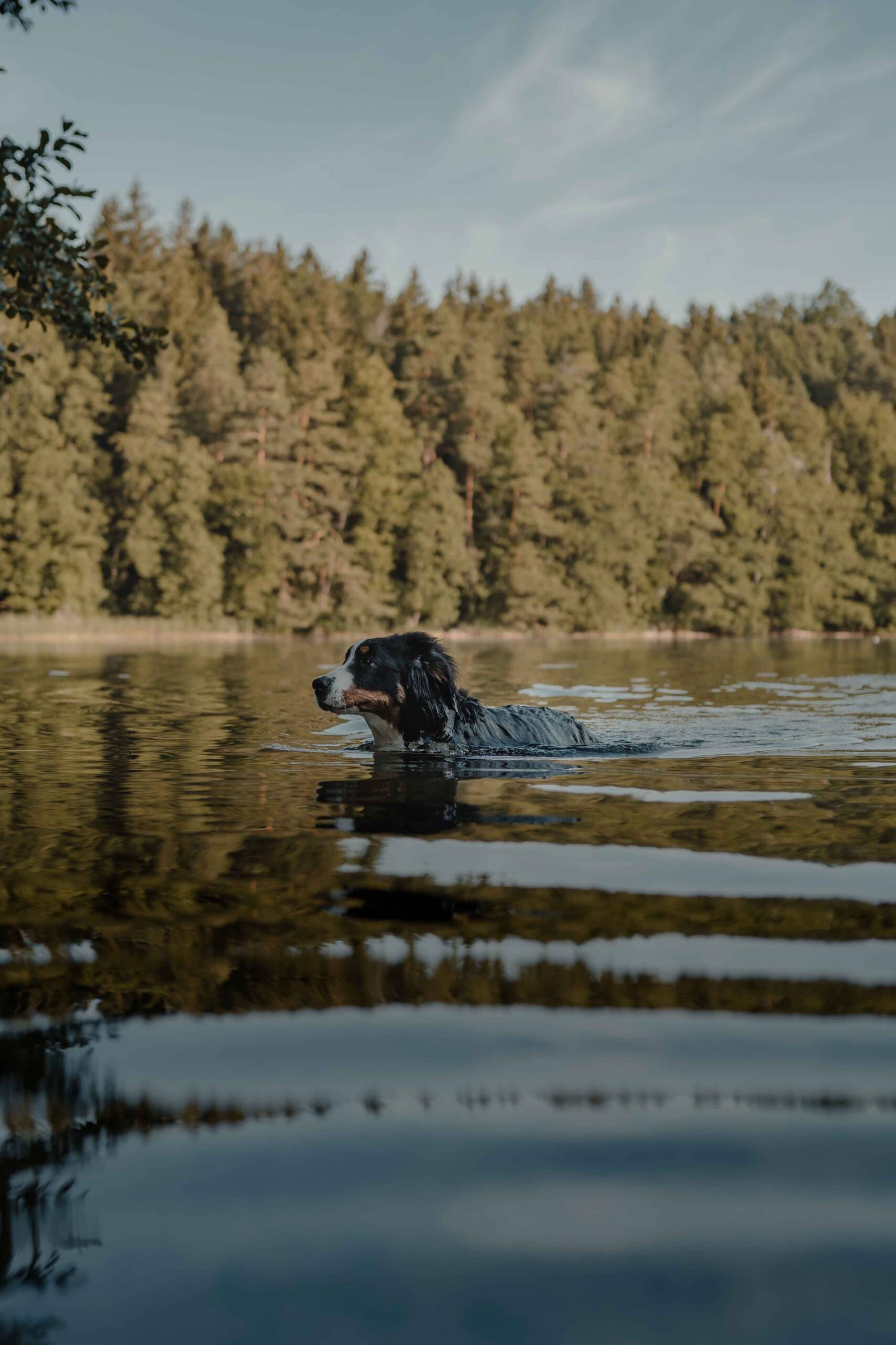 Home - Zen Critter - At Zen Critter, we help you achieve peace and happiness with a well behaved companion. We offer a wide variety of training programs that focus on separation anxiety, manners, socialization, and life skills.